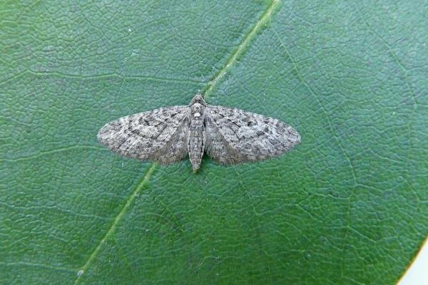 Larch Pug (Eupithecia lariciata), adult. Chester-le-Street, 21-07-2013. Copyright Keith Dover. Larch Pug (Eupithecia lariciata), adult. Chester-le-Street, 21-07-2013. Copyright Keith Dover.