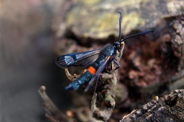 Large Red-belted Clearwing (Synanthedon culiciformis), adult. 18-05-2005. Copyright Keith Dover. Large Red-belted Clearwing (Synanthedon culiciformis), adult. 18-05-2005. Copyright Keith Dover.