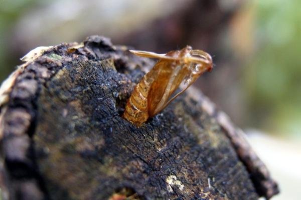 Large Red-belted Clearwing (Synanthedon culiciformis), pupal. 18-05-2005. Copyright Keith Dover.