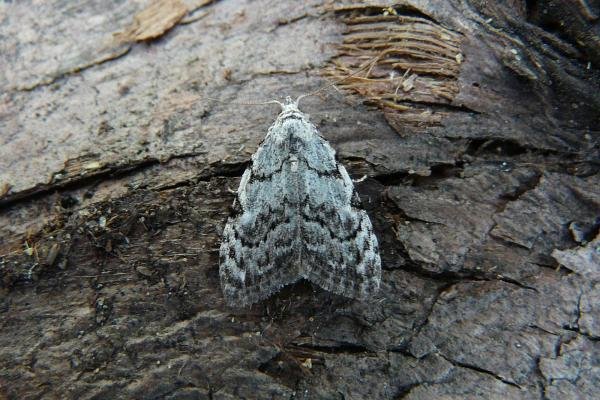 Least Black Arches (Nola confusalis), adult. Chester-le-Street, 29-04-2010. Copyright Keith Dover.