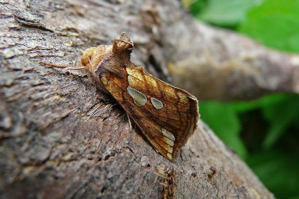 Lempke's Gold Spot (Plusia putnami), adult. Chester-le-Street, 09-07-2009. Copyright Keith Dover. Lempke's Gold Spot (Plusia putnami), adult. Chester-le-Street, 09-07-2009. Copyright Keith Dover.