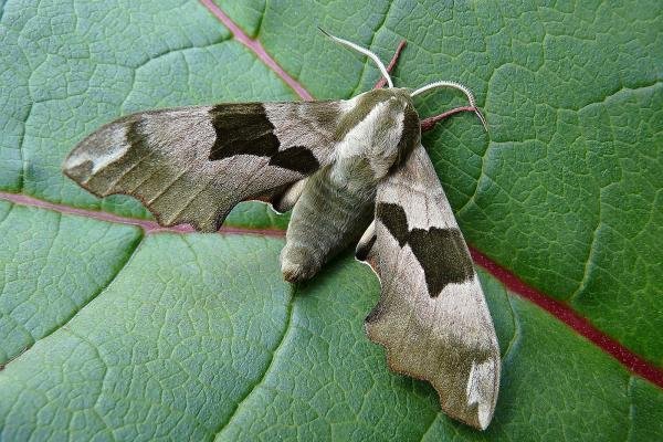 Lime Hawk-moth (Mimas tiliae), adult. Chester-le-Street, 11-06-2009. Copyright Keith Dover. Lime Hawk-moth (Mimas tiliae), adult. Chester-le-Street, 11-06-2009. Copyright Keith Dover.