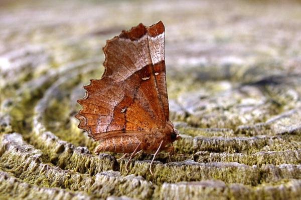 Lunar Thorn (Selenia lunularia), adult. Taken outside Durham, 04-06-2007. Copyright Keith Dover. Lunar Thorn (Selenia lunularia), adult. Taken outside Durham, 04-06-2007. Copyright Keith Dover.