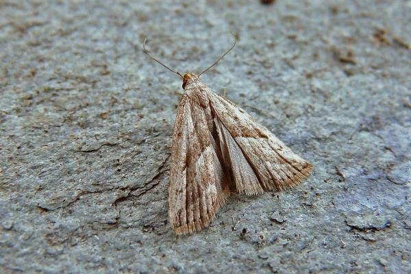 Marsh Oblique-barred (Hypenodes humidalis), adult. Chester-le-Street, 22-07-2014. Copyright Keith Dover. Marsh Oblique-barred (Hypenodes humidalis), adult. Chester-le-Street, 22-07-2014. Copyright Keith Dover.