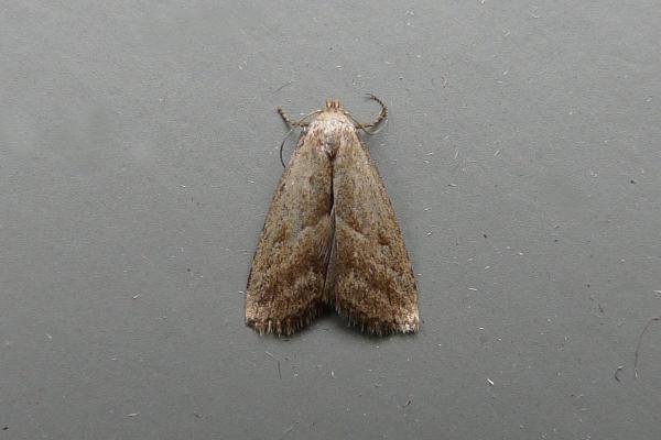 Marsh Oblique-barred (Hypenodes humidalis), adult. Chester-le-Street, 21-07-2014. Copyright Keith Dover. Marsh Oblique-barred (Hypenodes humidalis), adult. Chester-le-Street, 21-07-2014. Copyright Keith Dover.