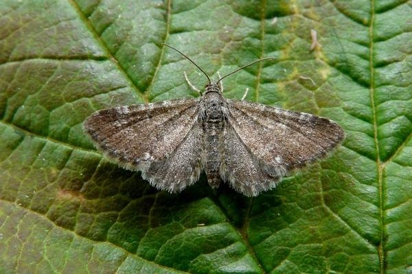 Marsh Pug (Eupithecia pygmaeata), adult. 15-06-2008. Copyright Keith Dover. Marsh Pug (Eupithecia pygmaeata), adult. 15-06-2008. Copyright Keith Dover.