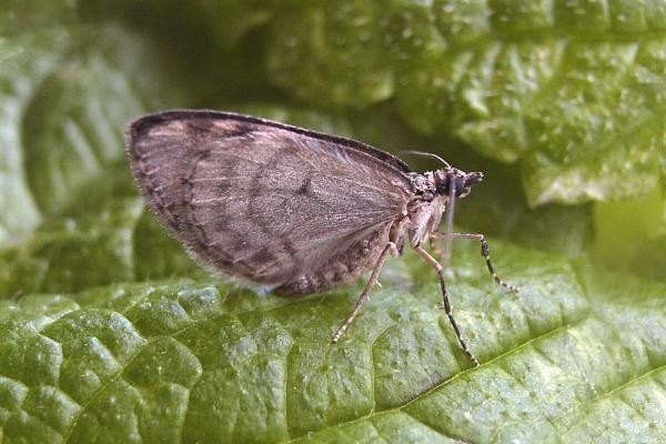 May Highflyer (Hydriomena impluviata), adult. Chester-le-Street, 03-05-2007. Copyright Keith Dover.
