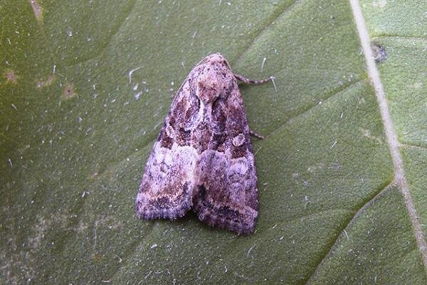Cloaked Minor (Mesoligia furuncula), adult. Chester-le-Street. Copyright Keith Dover. Cloaked Minor (Mesoligia furuncula), adult. Chester-le-Street. Copyright Keith Dover.