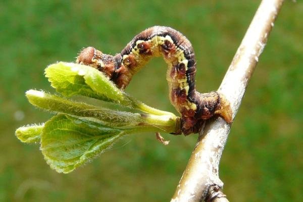Mottled Umber (Erannis defoliaria), larval. Taken outside Durham, 12-05-2010. Copyright Keith Dover.