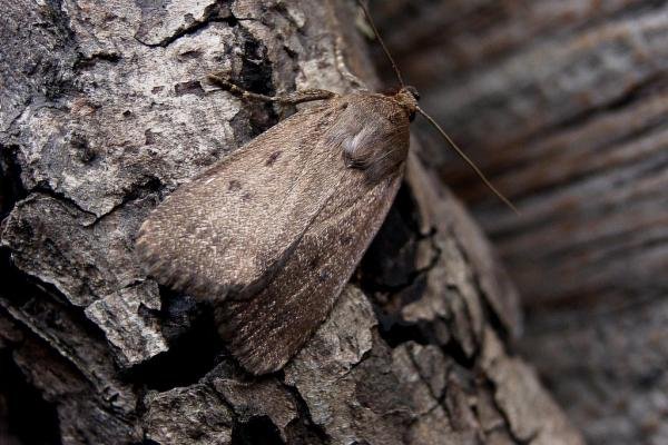 Mouse Moth (Amphipyra tragopoginis), adult. Taken outside Durham, 16-08-2004. Copyright Keith Dover. Mouse Moth (Amphipyra tragopoginis), adult. Taken outside Durham, 16-08-2004. Copyright Keith Dover.