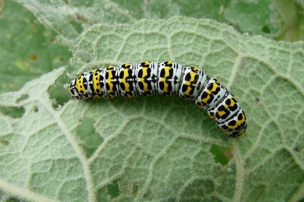 Mullein (Cucullia verbasci), larval. Simpasture Junction, 10-06-2011. Copyright Keith Dover. Mullein (Cucullia verbasci), larval. Simpasture Junction, 10-06-2011. Copyright Keith Dover.