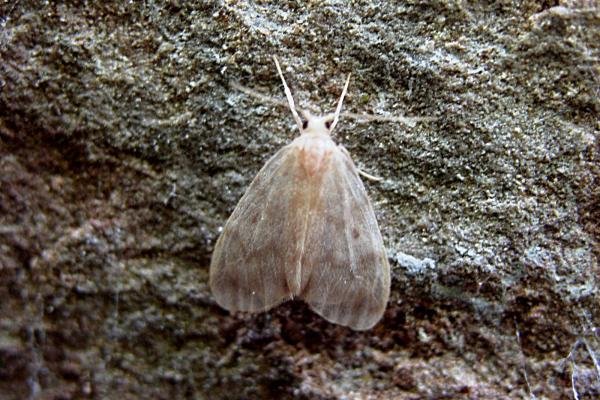 Muslin Footman (Nudaria mundana), adult. Taken outside Durham, 15-07-2006. Copyright Keith Dover. Muslin Footman (Nudaria mundana), adult. Taken outside Durham, 15-07-2006. Copyright Keith Dover.