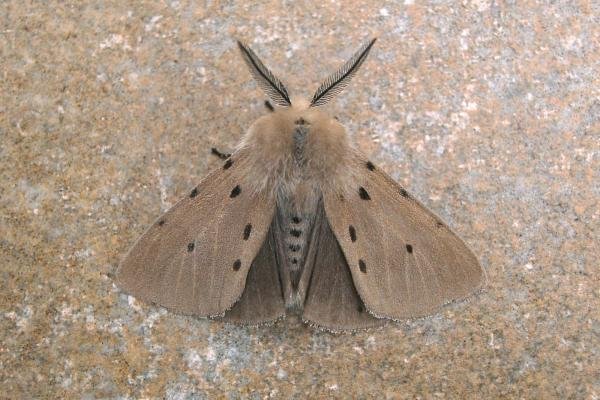 Muslin Moth (Diaphora mendica), adult. Chester-le-Street, 21-04-2007. Copyright Keith Dover.