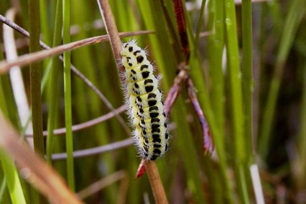 Narrow-bordered Five-spot Burnet (Zygaena lonicerae), larval. Copyright Keith Dover.