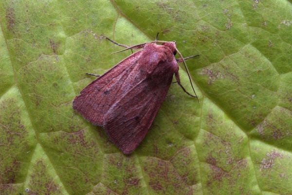 Neglected Rustic (Xestia castanea), adult. Knitsley Fell, 18-08-2004. Copyright Keith Dover. Neglected Rustic (Xestia castanea), adult. Knitsley Fell, 18-08-2004. Copyright Keith Dover.