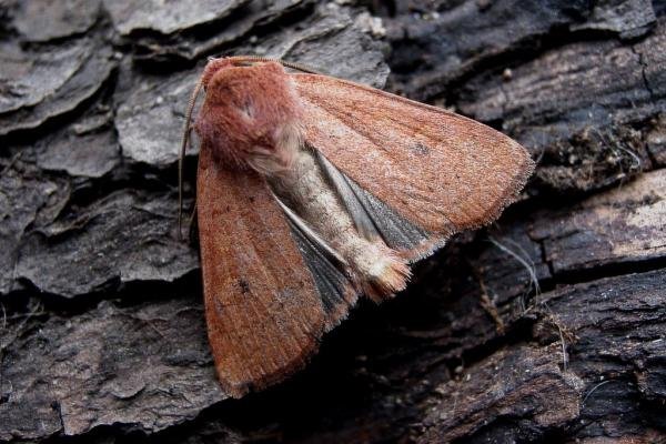 Neglected Rustic (Xestia castanea), adult. Knitsley Fell, 18-08-2004. Copyright Keith Dover. Neglected Rustic (Xestia castanea), adult. Knitsley Fell, 18-08-2004. Copyright Keith Dover.
