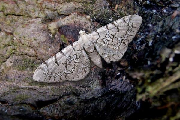 Netted Pug (Eupithecia venosata), adult. Taken outside Durham, 26-01-2006. Copyright Keith Dover. Netted Pug (Eupithecia venosata), adult. Taken outside Durham, 26-01-2006. Copyright Keith Dover.