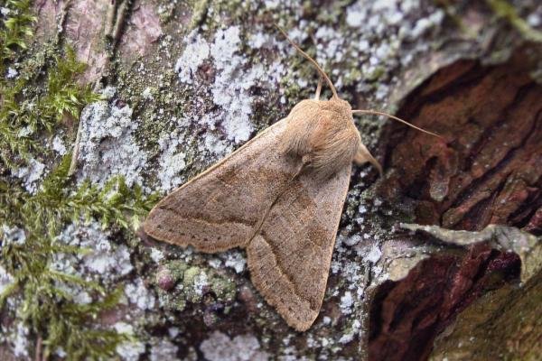 Northern Drab (Orthosia opima), adult. Taken outside Durham, 06-02-2006. Copyright Keith Dover. Northern Drab (Orthosia opima), adult. Taken outside Durham, 06-02-2006. Copyright Keith Dover.