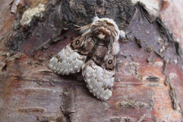 Nut-tree Tussock (Colocasia coryli), adult. 14-05-2006. Copyright Keith Dover. Nut-tree Tussock (Colocasia coryli), adult. 14-05-2006. Copyright Keith Dover.