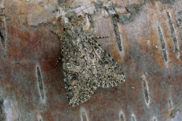 Nutmeg (Anarta trifolii), adult. Chester-le-Street, 20-08-2006. Copyright Keith Dover. Nutmeg (Anarta trifolii), adult. Chester-le-Street, 20-08-2006. Copyright Keith Dover.