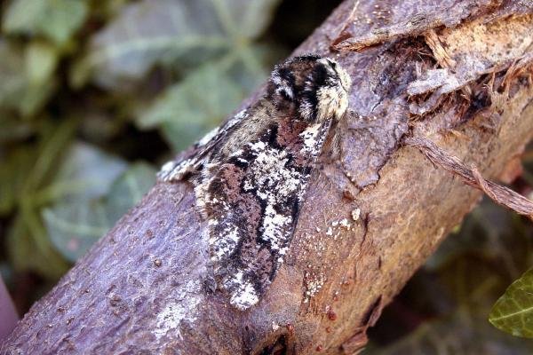 Oak Beauty (Biston strataria), adult. Chester-le-Street, 14-03-2007. Copyright Keith Dover.