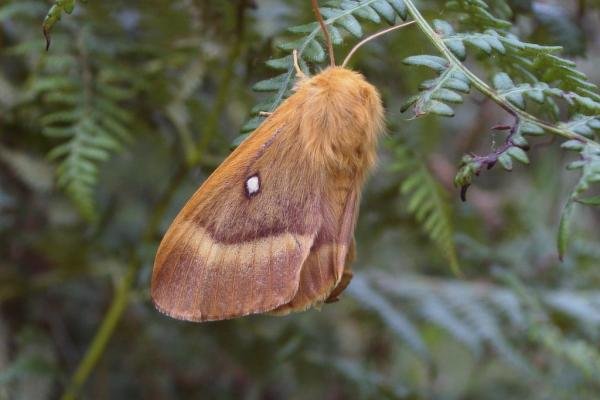Oak Eggar (Lasiocampa quercus), adult, female. Taken outside Durham, 26-07-2004. Copyright Keith Dover.