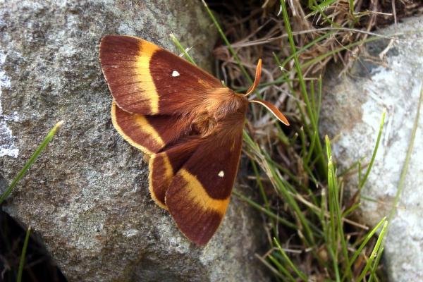 Oak Eggar (Lasiocampa quercus), adult, male. Taken outside Durham, 30-07-2004. Copyright Keith Dover.
