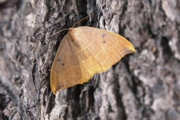 Oak Hook-tip (Watsonalla binaria), adult. Chester-le-Street, 29-07-2006. Copyright Keith Dover. Oak Hook-tip (Watsonalla binaria), adult. Chester-le-Street, 29-07-2006. Copyright Keith Dover.