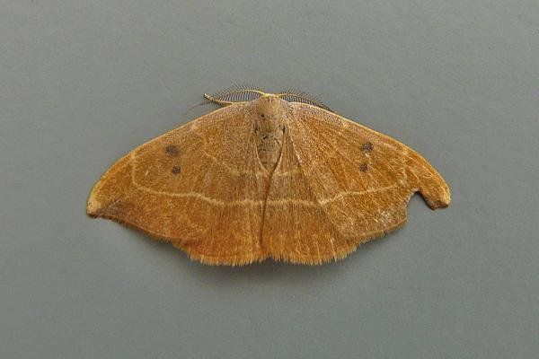 Oak Hook-tip (Watsonalla binaria), adult. Chester-le-Street, 03-09-2014. Copyright Keith Dover.
