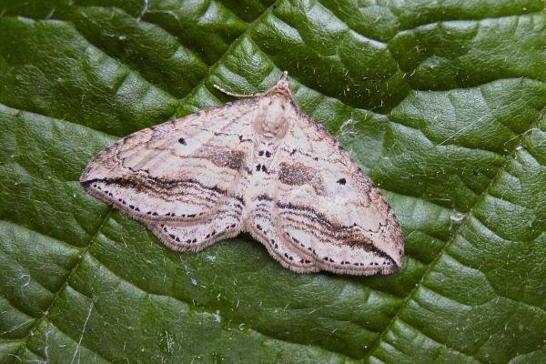 Oblique Carpet (Orthonama vittata), adult. 24-06-2006. Copyright Keith Dover. Oblique Carpet (Orthonama vittata), adult. 24-06-2006. Copyright Keith Dover.