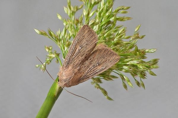 Obscure Wainscot (Leucania obsoleta), adult. Chester-le-Street, 24-06-2021. Copyright Keith Dover. Obscure Wainscot (Leucania obsoleta), adult. Chester-le-Street, 24-06-2021. Copyright Keith Dover.