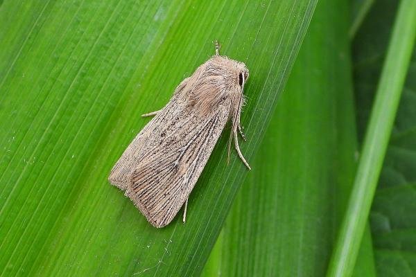 Obscure Wainscot (Leucania obsoleta), adult. Chester-le-Street, 24-06-2021. Copyright Keith Dover. Obscure Wainscot (Leucania obsoleta), adult. Chester-le-Street, 24-06-2021. Copyright Keith Dover.