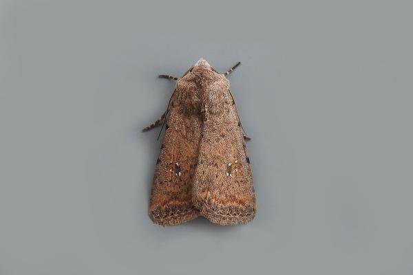 Pale Mottled Willow (Caradrina clavipalpis), adult. Chester-le-Street. Copyright Keith Dover. Pale Mottled Willow (Caradrina clavipalpis), adult. Chester-le-Street. Copyright Keith Dover.