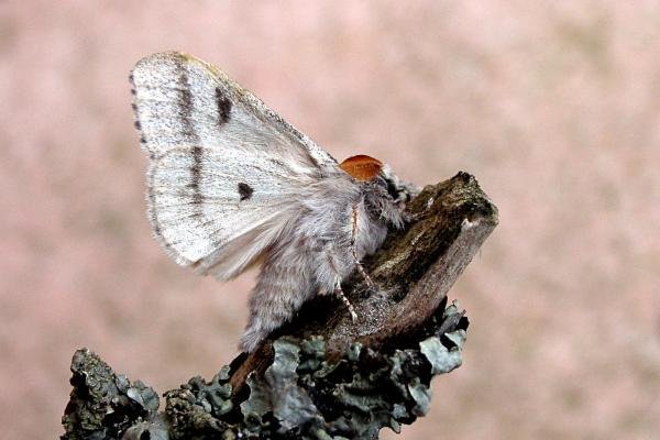 Pale Tussock (Calliteara pudibunda), adult. Taken outside Durham, 18-05-2007. Copyright Keith Dover.