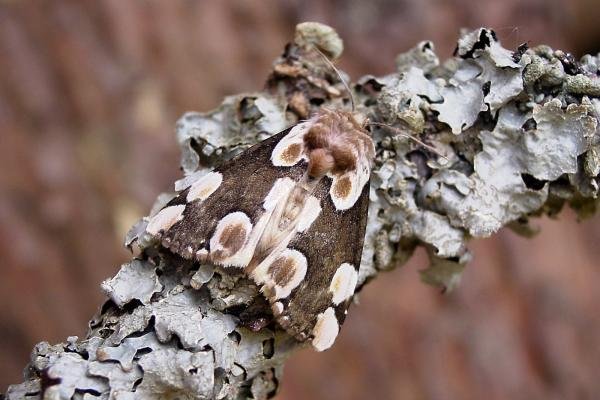 Peach Blossom (Thyatira batis), adult. Taken outside Durham, 18-05-2007. Copyright Keith Dover. Peach Blossom (Thyatira batis), adult. Taken outside Durham, 18-05-2007. Copyright Keith Dover.