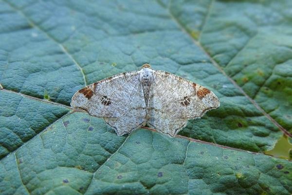 Peacock Moth (Macaria notata), adult. 24-06-2017. Copyright Keith Dover. Peacock Moth (Macaria notata), adult. 24-06-2017. Copyright Keith Dover.