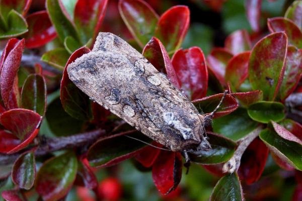 Pearly Underwing (Peridroma saucia), adult. Chester-le-Street, 12-10-2004. Copyright Keith Dover.