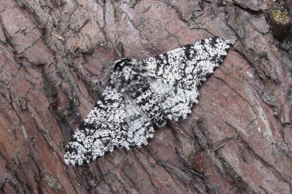 Peppered Moth (Biston betularia), adult. Chester-le-Street, 04-05-2007. Copyright Keith Dover. Peppered Moth (Biston betularia), adult. Chester-le-Street, 04-05-2007. Copyright Keith Dover.