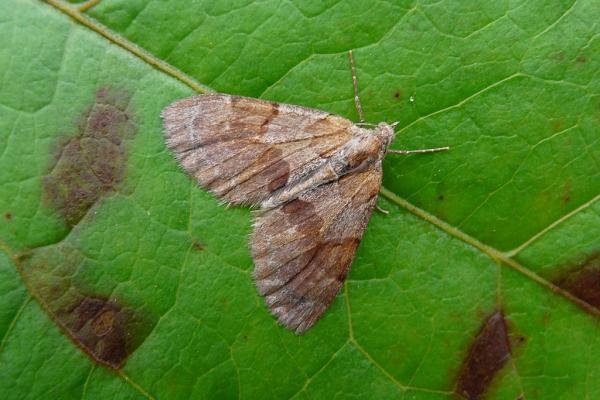 Pine Carpet (Pennithera firmata), adult. Chester-le-Street, 12-09-2008. Copyright Keith Dover.