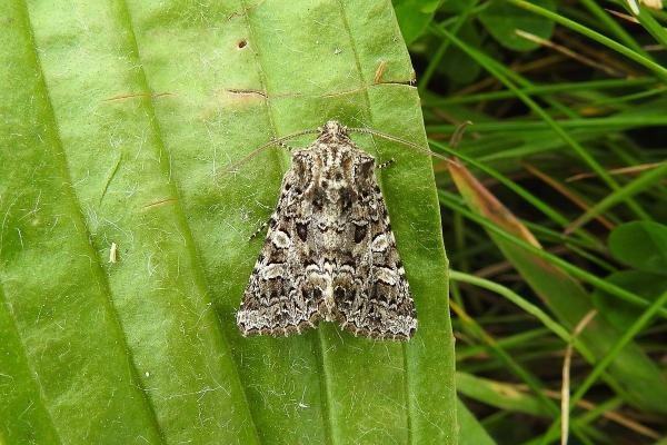 Tawny Shears (Hadena perplexa), adult. Taken outside Durham, 26-06-2017. Copyright Keith Dover. Tawny Shears (Hadena perplexa), adult. Taken outside Durham, 26-06-2017. Copyright Keith Dover.