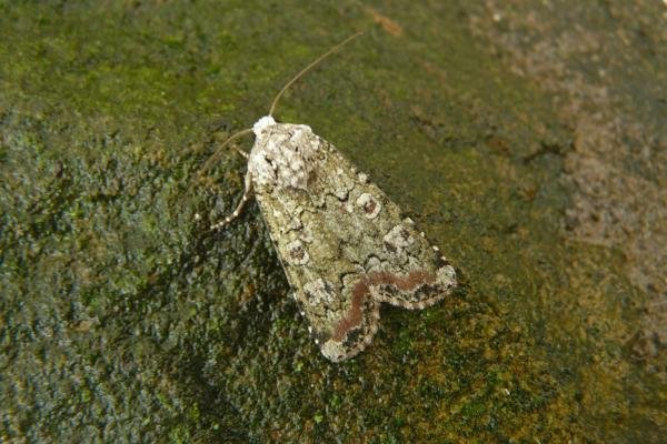 Portland Moth (Actebia praecox), adult. 05-08-2013. Copyright Keith Dover. Portland Moth (Actebia praecox), adult. 05-08-2013. Copyright Keith Dover.