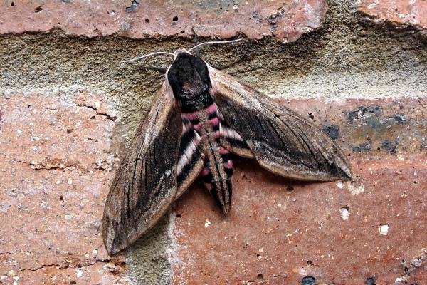 Privet Hawk-moth (Sphinx ligustri), adult. 23-07-2006. Copyright Keith Dover. Privet Hawk-moth (Sphinx ligustri), adult. 23-07-2006. Copyright Keith Dover.