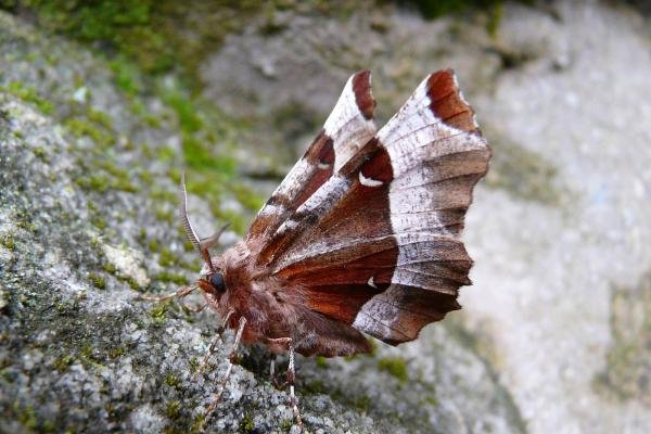 Purple Thorn (Selenia tetralunaria), adult. Chester-le-Street, 05-05-2008. Copyright Keith Dover. Purple Thorn (Selenia tetralunaria), adult. Chester-le-Street, 05-05-2008. Copyright Keith Dover.