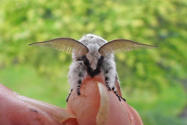 Puss Moth (Cerura vinula), adult. Chester-le-Street, 10-05-2020. Copyright Keith Dover.