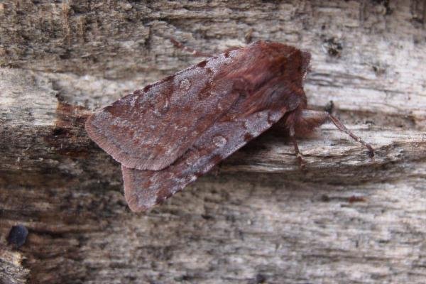Red Chestnut (Cerastis rubricosa), adult. Taken outside Durham. Copyright Keith Dover. Red Chestnut (Cerastis rubricosa), adult. Taken outside Durham. Copyright Keith Dover.