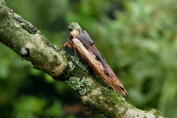 Red Sword-grass (Xylena vetusta), adult. Chester-le-Street, 17-10-2006. Copyright Keith Dover.