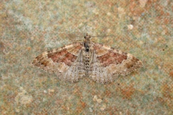 Red Twin-spot Carpet (Xanthorhoe spadicearia), adult. West Moor Plantation, 24-06-2021. Copyright Keith Dover. Red Twin-spot Carpet (Xanthorhoe spadicearia), adult. West Moor Plantation, 24-06-2021. Copyright Keith Dover.