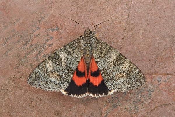Red Underwing (Catocala nupta), adult. Chester-le-Street, 24-08-2018. Copyright Keith Dover. Red Underwing (Catocala nupta), adult. Chester-le-Street, 24-08-2018. Copyright Keith Dover.