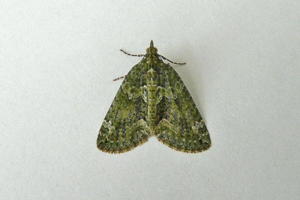 Red-Green Carpet (Chloroclysta siterata), adult. Chester-le-Street, 25-10-2012. Copyright Keith Dover.