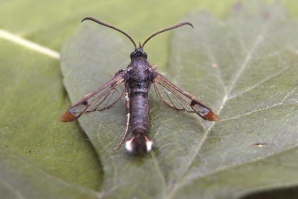 Red-tipped Clearwing (Synanthedon formicaeformis), adult. Waldridge Fell, 03-07-2006. Copyright Keith Dover. Red-tipped Clearwing (Synanthedon formicaeformis), adult. Waldridge Fell, 03-07-2006. Copyright Keith Dover.